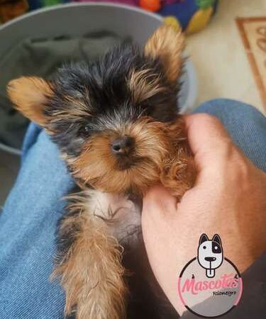 Perro Yorkshire Bogotá en Venta Mini Garantizado