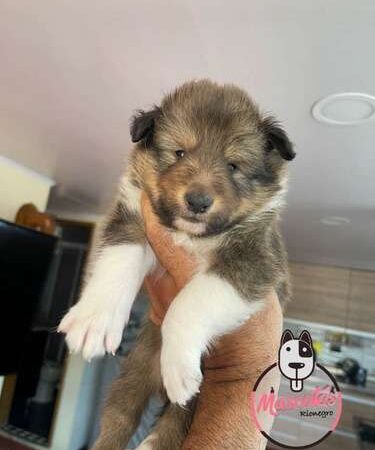 Comprar Pastor Shetland