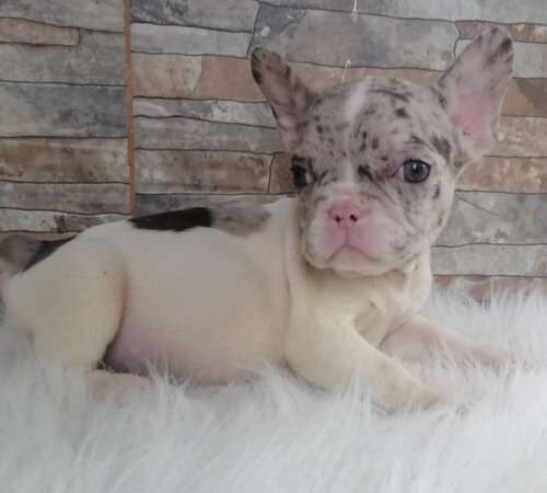 Bulldog Frances Pied Merle Medellin