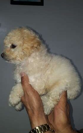 Tacita De Te Perro Venta