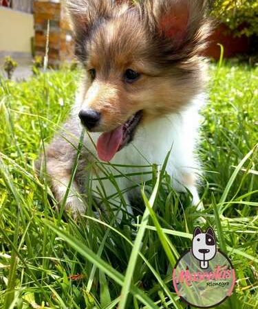 Criadero Pastor Shetland Cali Bogota Medellin