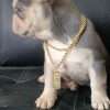 Bulldog Frances Lilac at Rionegro - Image 2