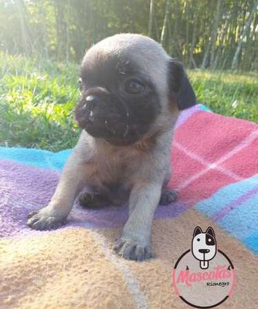 Venta de Cachorros Pug Cali