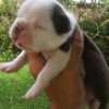 Boston Terrier Precio en Medellin - Image 2