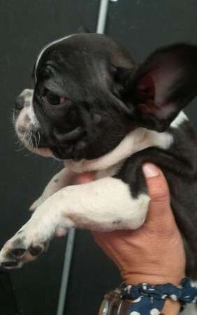 Criadores Bulldog Frances Mascotas Medellin Rionegro