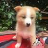 Perro Pomsky Comprar