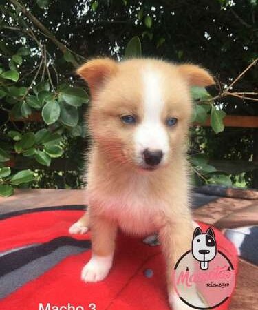 Perro Pomsky Comprar