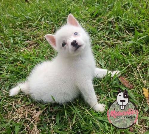 Precio Pomsky en Sincelejo