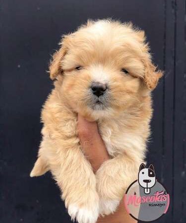 Venta de perros Maltes en Cartagena