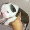 Boston Terrier Precio en Medellin