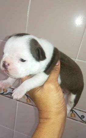 Boston Terrier Precio en Medellin