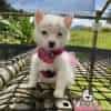 Venta De Perros Pomsky En Bogota - Image 2