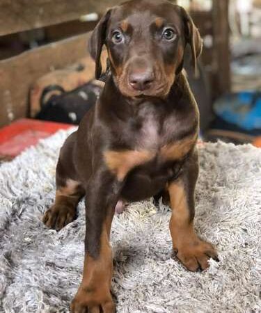 Venta de Perros Doberman Rojos Tunja