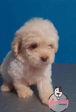 Venta de Perros Mini Toy Popayan