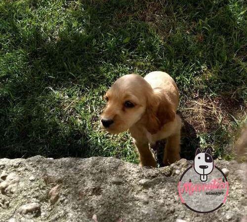 Venta de Perros Cocker Spaniel Armenia
