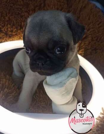 Pug En Venta en Bogotá