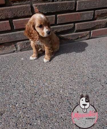 Cocker Spaniel Precio  Oferta