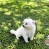 Criadero Pomsky Medellin