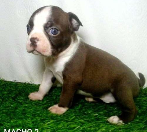 Boston terrier precio Colombia
