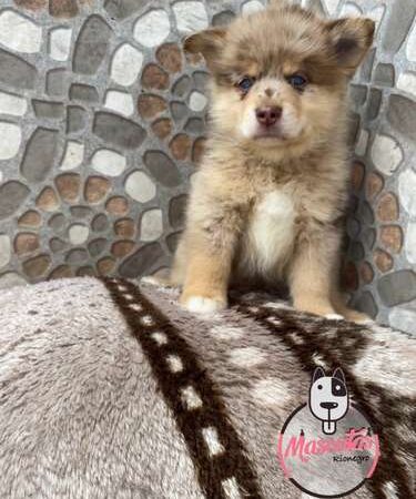 Perro Pomsky Red merle Venta