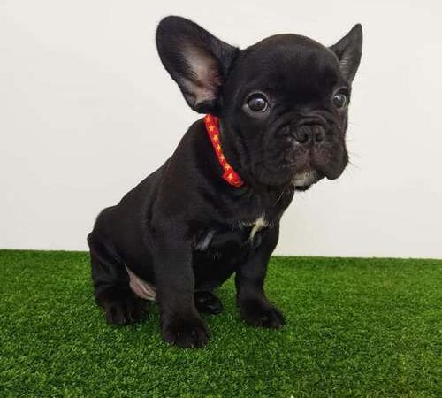 Bulldog francés precio Bogotá