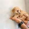 Venta French Poodle Mini Toy Oferta - Image 2