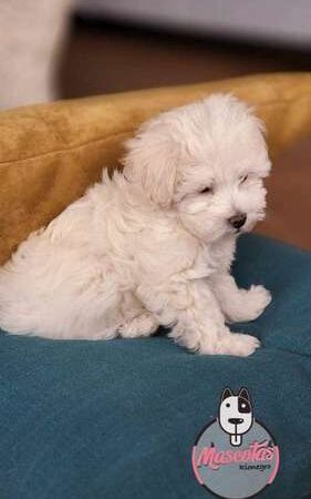 Venta de Bichon Maltes Armenia