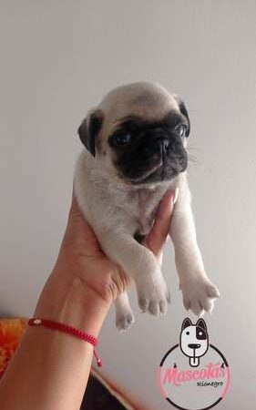Pugs En Venta Baratos