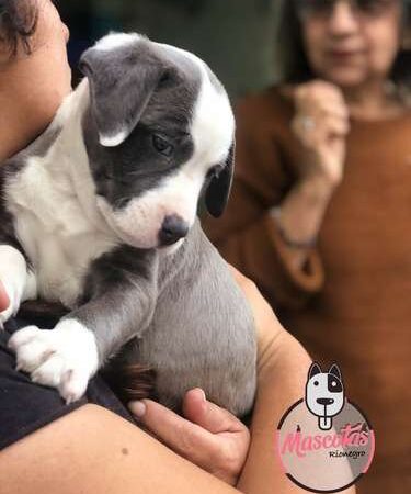 Venta de Perros Pitbull Bogotá