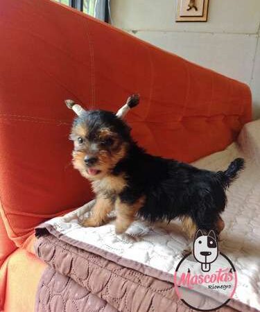 Yorkshire Terrier precio en Manizales