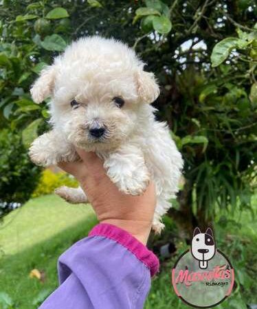 Criadero De Perros Tacita De Te