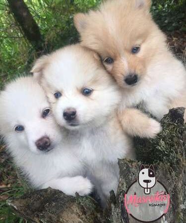 Precio Pomsky en Valledupar