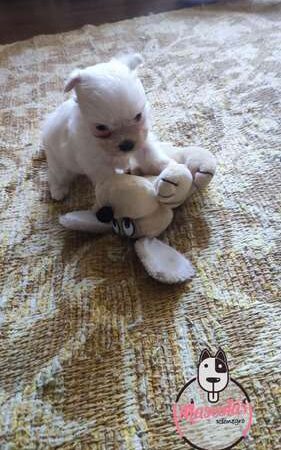 Perritos Maltes En Venta Cali Medellin Bogota