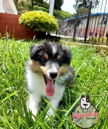 Venta de Perros Pastor Shetland Bogotá