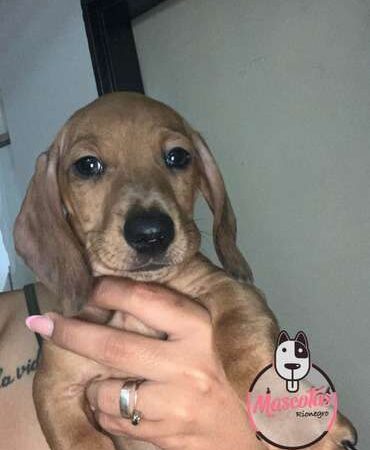 Venta de perros Salchicha Caramelo Bogota