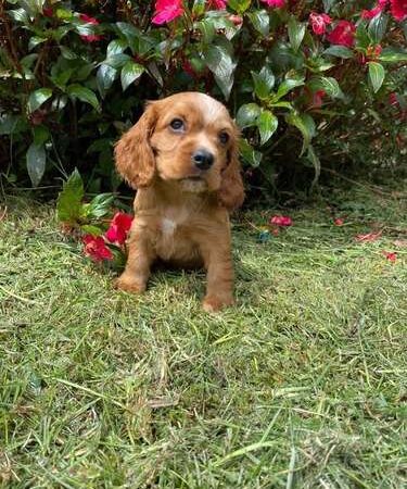 Cocker Spaniel Venta