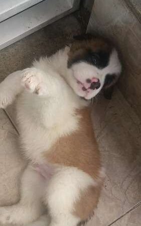 raza san bernardo precio