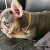 Bulldog Frances Lilac at Rionegro - Image 4