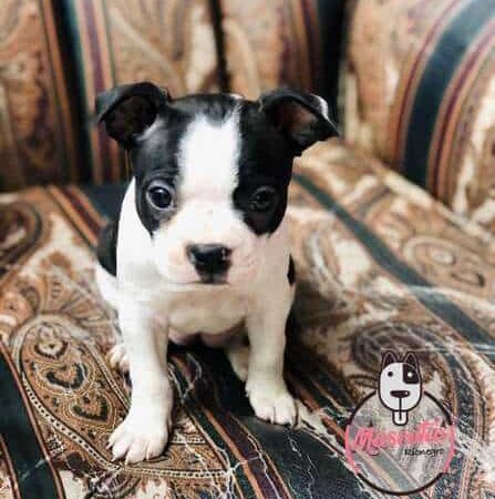 Boston Terrier Venta Cali Medellin