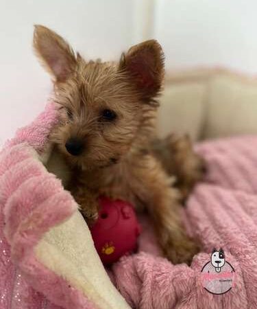 Perro Yorkie Precio