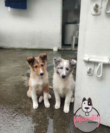 Comprar Pastor Shetland Medellin