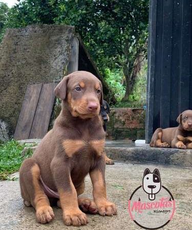Venta de Perros Doberman Rojos Sincelejo