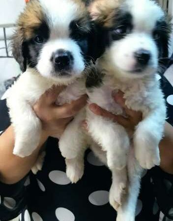 San Sernardos Cachorros  Mascotas Rionegro Medellín