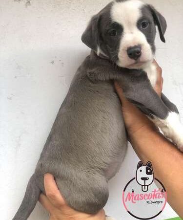 Precio Pitbull Mascotas Medellin