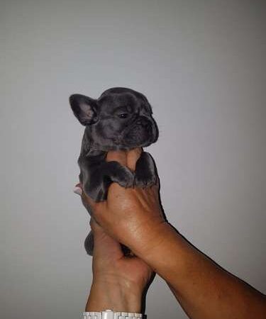 Bulldog Francés precio en Popayán