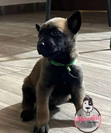 Precio Pastor Belga Medellin