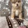Venta De Perros Pomsky Merle - Image 2