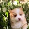 Pomsky Criadero Medellin