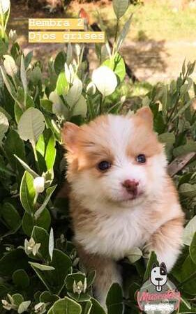 Pomsky Criadero Medellin