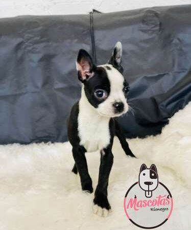 Venta de Cachorros Boston Terrier en Bogotá